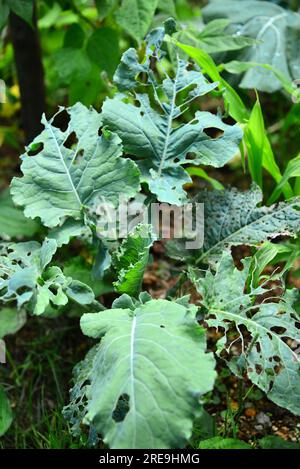 In der Stadt Rize, Türkei, ist das natürliche Leben sehr stark. Wälder und Teeanbaugebiete sind reich. Stockfoto