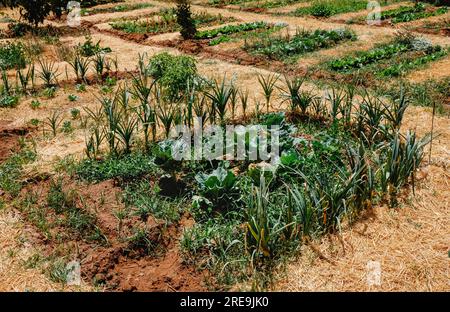 Details zu verschiedenen Gemüsesorten wie Kohl, Kopfsalat oder Zwiebeln, die an einem Sommertag in einem Küchengarten in Spanien wachsen Stockfoto