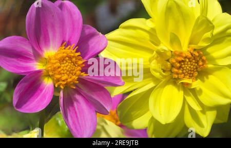 Gestapeltes Bild. . Halbmakro. Dahlias Pink-Gelb-Mischung. Große Blumen Rosa und gelb. Zentralschottland Großbritannien Stockfoto