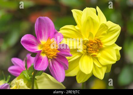 Gestapeltes Bild. . Halbmakro. Dahlias Pink-Gelb-Mischung. Große Blumen Rosa und gelb. Zentralschottland Großbritannien Stockfoto