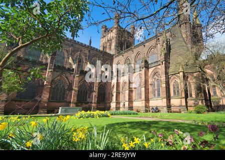 Chester Kathedrale im Frühling mit Narzissen in Gärten, Stadtzentrum, Chester, England, Großbritannien Stockfoto