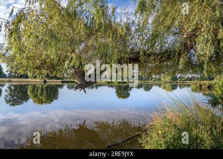 Ein großer, alter Weepimg-Weidenzweig, der über den Teich reicht Stockfoto
