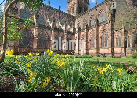 Chester Kathedrale im Frühling mit Narzissen in Gärten, Stadtzentrum, Chester, England, Großbritannien Stockfoto