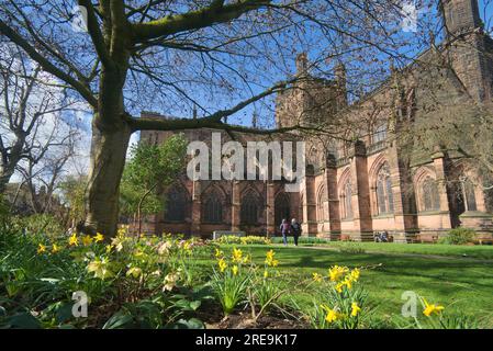 Chester Kathedrale im Frühling mit Narzissen in Gärten, Stadtzentrum, Chester, England, Großbritannien Stockfoto