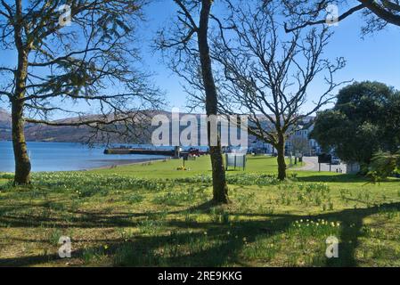 Blick nach Osten auf Loch Fyne und Pier in Inveraray, Grass Aussichtspunkt mit war Memorial. Frühlingsnarzissen. Inveraray, Loch Fyne, Argyll und Bute Scotland. Stockfoto