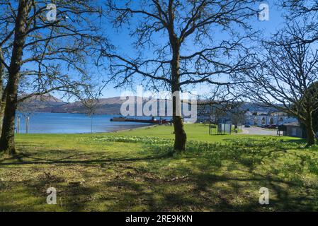 Blick nach Osten auf Loch Fyne und Pier in Inveraray, Grass Aussichtspunkt mit war Memorial. Frühlingsnarzissen. Inveraray, Loch Fyne, Argyll und Bute Scotland. Stockfoto