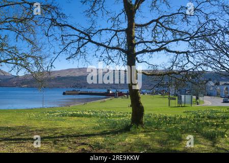 Blick nach Osten auf Loch Fyne und Pier in Inveraray, Grass Aussichtspunkt mit war Memorial. Frühlingsnarzissen. Inveraray, Loch Fyne, Argyll und Bute Scotland. Stockfoto