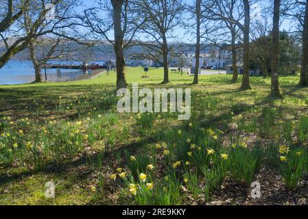 Blick nach Osten auf Loch Fyne und Pier in Inveraray, Grass Aussichtspunkt mit war Memorial. Frühlingsnarzissen. Inveraray, Loch Fyne, Argyll und Bute Scotland. Stockfoto