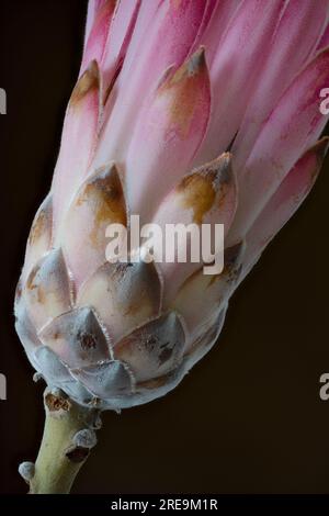 Eine spektakuläre und höchst ungewöhnliche Blume einer Proteapflanze (Protea aristata), fotografiert vor schwarzem Hintergrund Stockfoto