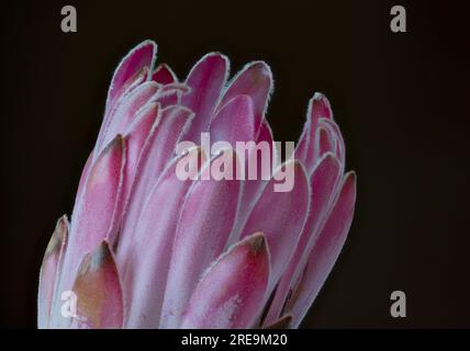 Eine spektakuläre und höchst ungewöhnliche Blume einer Proteapflanze (Protea aristata), fotografiert vor schwarzem Hintergrund Stockfoto