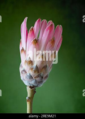 Eine spektakuläre und höchst ungewöhnliche Blume einer Proteapflanze (Protea aristata), fotografiert vor einem einfarbigen grünen Hintergrund Stockfoto