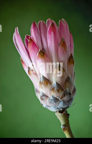 Eine spektakuläre und höchst ungewöhnliche Blume einer Proteapflanze (Protea aristata), fotografiert vor einem einfarbigen grünen Hintergrund Stockfoto