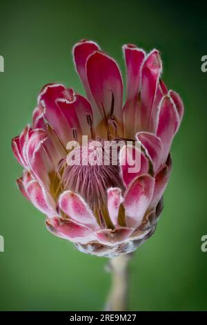 Eine spektakuläre und höchst ungewöhnliche Blume einer Proteapflanze (Protea aristata), fotografiert vor einem einfarbigen grünen Hintergrund Stockfoto