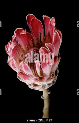 Eine spektakuläre und höchst ungewöhnliche Blume einer Proteapflanze (Protea aristata), fotografiert vor schwarzem Hintergrund Stockfoto