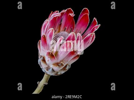 Eine spektakuläre und höchst ungewöhnliche Blume einer Proteapflanze (Protea aristata), fotografiert vor schwarzem Hintergrund Stockfoto