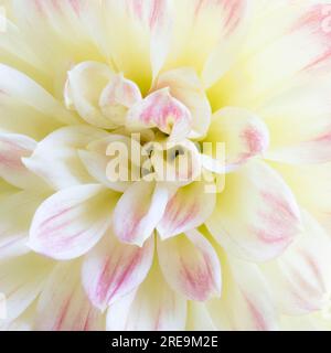 Eine Nahaufnahme der Blütenblätter einer wunderschönen pinkfarbenen und cremefarbenen Dahlia-Blume Stockfoto