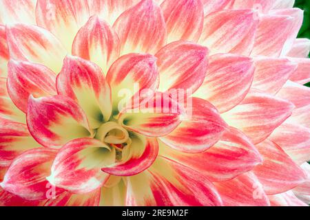 Eine Nahaufnahme der Blütenblätter einer wunderschönen rot-gelben Dahlia-Blume Stockfoto