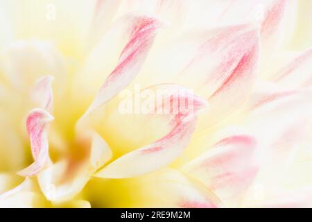 Eine Nahaufnahme der Blütenblätter einer wunderschönen pinkfarbenen und cremefarbenen Dahlia-Blume Stockfoto