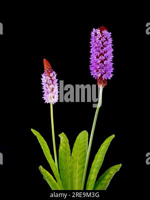 Eine blühende Spitze von Primula vialii, einer chinesischen Alpenpflanze, die in Großbritannien beliebt geworden ist und vor schwarzem Hintergrund fotografiert wurde Stockfoto