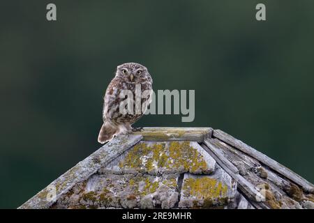 Die kleine Eule-Athen-noctua, hoch oben auf einem Taubenschlag. Uk Stockfoto