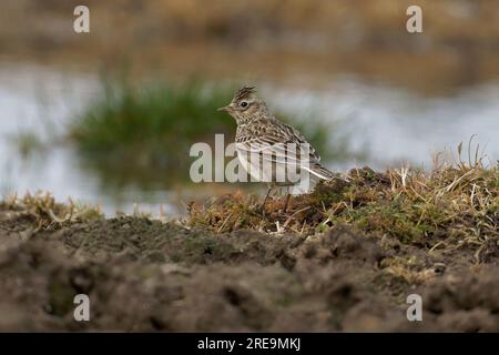 Skylark-Alauda arvensis. Stockfoto