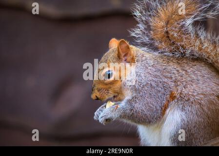 Eichhörnchen Essen eine Erdnuss Stockfoto