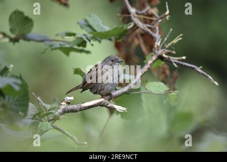 Juveniler Dunnock (Prunella modularis) im rechten Profil auf einer Heckenzweigung im mittleren Vordergrund von Image, aufgenommen in Mitte Wales, Großbritannien im Sommer Stockfoto