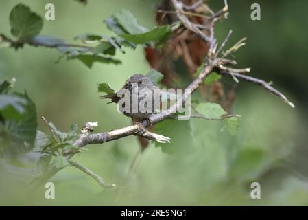 Gegenüberliegendes Bild eines Juvenile Dunnock (Prunella modularis) hoch oben auf einer Privet Hedge Branch, eingerahmt von Privet Leaves, aufgenommen in Mitte Wales, Großbritannien im Juli Stockfoto