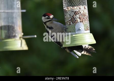 Juvenile Great Spotted Woodpecker (Dendrocopus Major), der sich an der linken Seite eines Nussfutters festklammert und auf Nuts blickt, an einem sonnigen Tag in Wales, Großbritannien aufgenommen Stockfoto