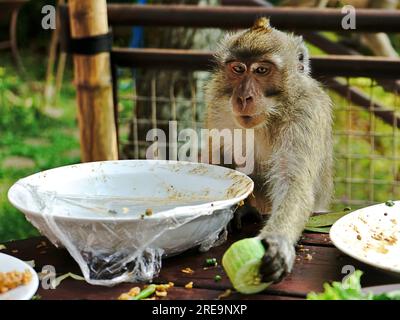 Ein wilder Langschwanzaffe (Macaca fascicularis) versucht, ein Stück Gurke, das er auf dem Tisch essen wollte, in die Hand zu nehmen Stockfoto