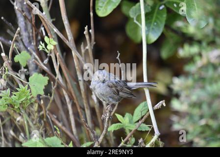 Mittelgroßer Vordergrund Bild eines Juvenile Dunnock (Prunella modularis) hoch oben auf einem Heckenflügel im Juli in Mid-Wales, Großbritannien Stockfoto