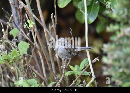 Juvenile Dunnock (Prunella modularis) hoch oben auf Hedge Twig im Vordergrund von Image, mit Blick nach rechts, aufgenommen an einem sonnigen Tag in Mitte Wales, Großbritannien im Juli Stockfoto