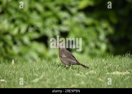 Mittleres Vordergrundbild eines weiblichen gemeinen Schwarzvogel (Turdus merula), der im linken Profil auf Gras steht, mit Würmern im Schnabel, aufgenommen in Mitte Wales, Großbritannien Stockfoto