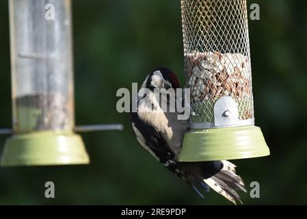 Juvenile Great Spotted Woodpecker (Dendrocopus Major), der in der späten Nachmittagssonne vor einem grünen Hintergrund auf einer Nusszuführung rechts vom Bild steht Stockfoto