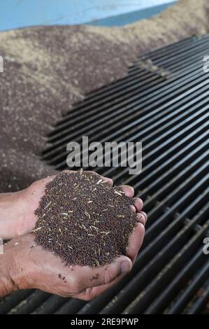 FRANKREICH, Bourgogne, Dijon, Getreidekooperative, Farmer Supply Harvested Brown Senfsaat / FRANKREICH, Burgund, Dijon, Dijon Cereales, Kooperative Getreidemühle, Landwirte liefern geerntete Braune Senfsaat an Stockfoto