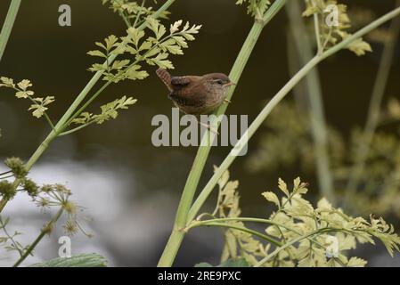 Nahaufnahme eines Winters Wren (Troglodytes troglodytes) hoch oben auf einem grünen Pflanzenstamm vor dem Hintergrund eines Flusshintergrunds, aufgenommen in Mid-Wales, Großbritannien Stockfoto