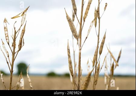 FRANKREICH, Burgund, Dijon, brauner Senf, lat. Brassica juncea, Anbau, trockene, erntbereite Senfpflanze , verwendet für französischen Dijon-Senf / FRANKREICH, Burgund, Dijon, Anbau von braunem Senf für Dijon Senf und Senf der Bourgogne, Senfpflanze, reif Ernte Stockfoto