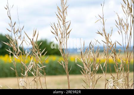 FRANKREICH, Burgund, Dijon, brauner Senf, lat. Brassica juncea, Anbau, trockene, erntbereite Senfpflanze , verwendet für französischen Dijon-Senf / FRANKREICH, Burgund, Dijon, Anbau von braunem Senf für Dijon Senf und Senf der Bourgogne, Senfpflanze, reif Ernte Stockfoto