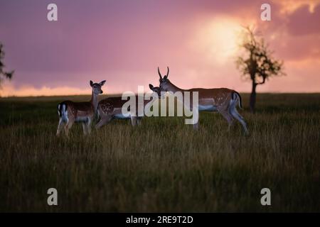 Ein paar Damhirsche auf einem Feld im warmen Licht des Sonnenuntergangs in Deutschland, Europa Stockfoto