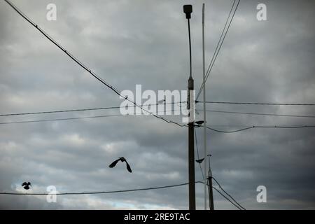 Stange mit Drähten am grauen Himmel. Der Vogel fliegt durch Drähte. Infrastruktur in der Stadt. Elektrische Leitung. Stockfoto