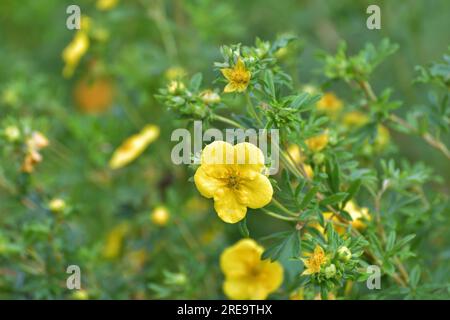 Tormentil- oder Potentilla erecta-Blüte, Stockfoto