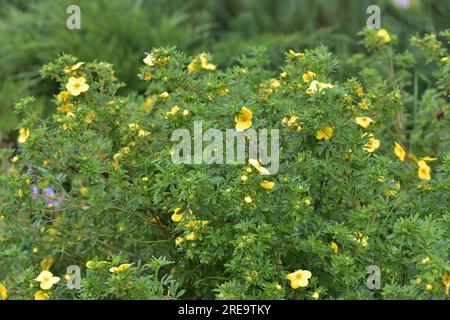 Tormentil- oder Potentilla erecta-Blüte, Stockfoto