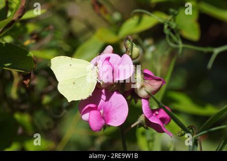 Gewöhnlicher Brimstein (Gonepteryx rhamni), Familie Pieridae auf rosa Blüten der ewigen Erbse (Lathyrus latifolius) der Erbsenfamilie Fabaceae. Stockfoto