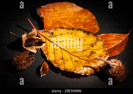 Anordnung mit verwelkten Buchenblättern, Nüssen und Berstkapseln auf schwarzem Hintergrund. Stockfoto