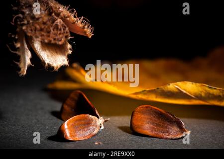 Stille Leben mit geplatzter Bienenzucht und verdorbenem Blatt auf dunklem Studiohintergrund. Stockfoto