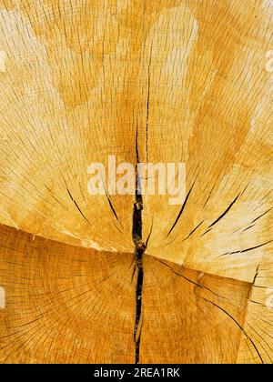 Alte dicke Holzeiche, geschnittene Oberfläche mit Jahresringstruktur aus organischem Holz und Rissen, Querschnitt eines geschnittenen Stamms mit Wachstumsringen Stockfoto