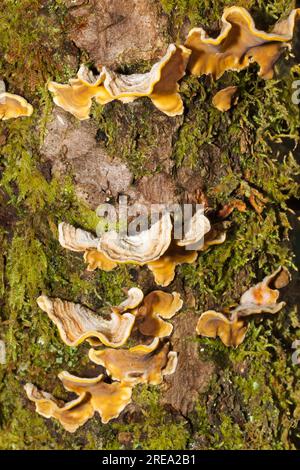 Stereum hirsutum (falscher putenschwanz) ist ein Pilz, der häufig mehrere Klammern auf abgestorbenem Holz bildet. Es ist auch ein Pflanzenpathogen, der Pfirsichbäume infiziert. Stockfoto