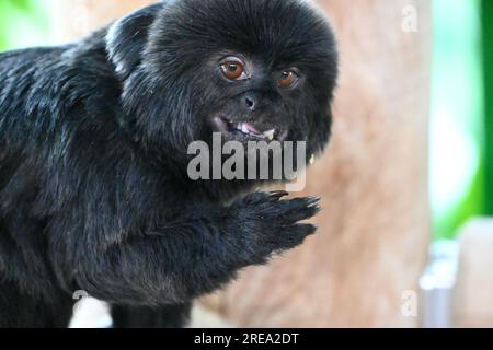 Goeldis Murmeltier lächelt Stockfoto