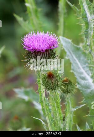 Die hohe und stachelige Distel (Onopordum acanthium) wächst in freier Wildbahn Stockfoto