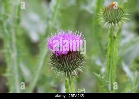 Die hohe und stachelige Distel (Onopordum acanthium) wächst in freier Wildbahn Stockfoto